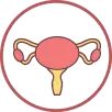 Uterus Illustration
