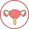 Uterus Illustration