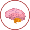Hypothalamus Illustration