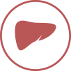 liver illustration