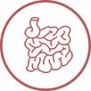 Small intestine illustration